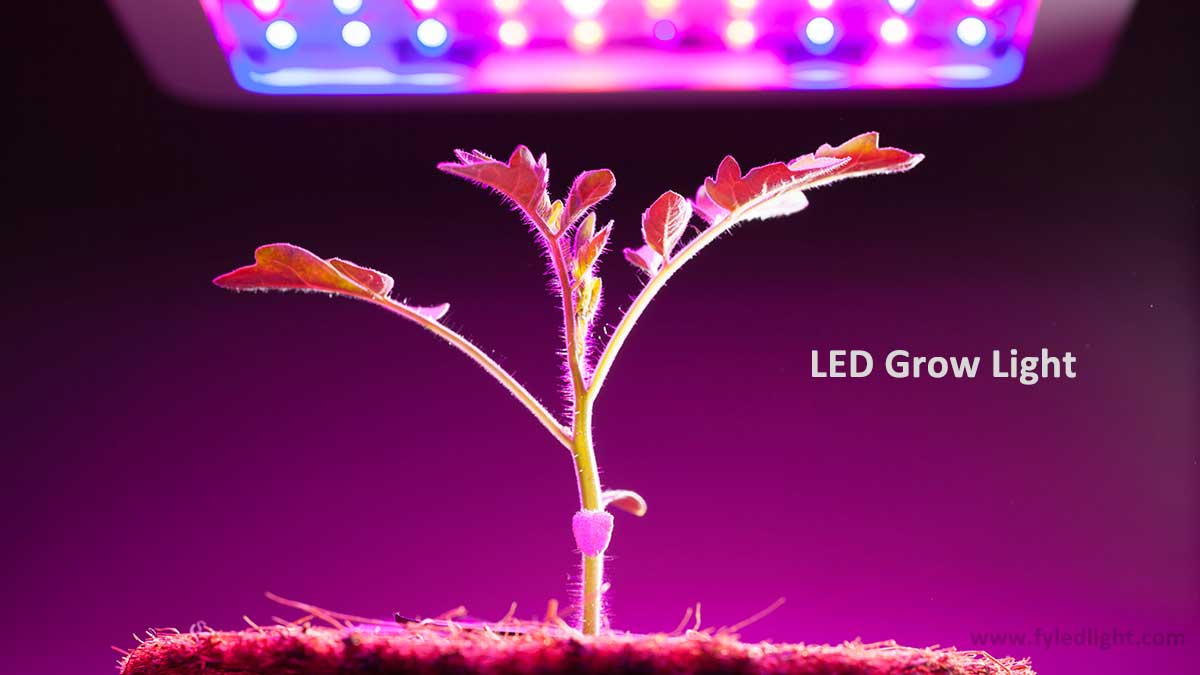 Can any LED light be used as a grow light