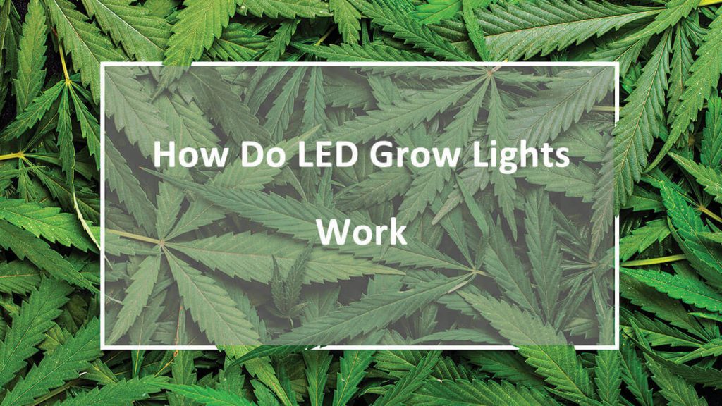 led grow lights work