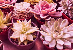 How to use a grow light for succulents
